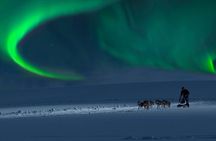 4hr Dog Sledding Tour under the Northern Lights