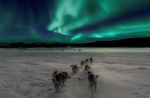 4hr Dog Sledding Tour under the Northern Lights