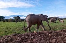 Full Day Tour in Amboseli National Park from Nairobi