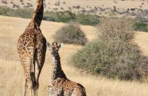 Full Day Tour in Amboseli National Park from Nairobi