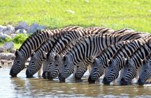Aquila Safari Game Drive Lunch & Transfers from Cape Town
