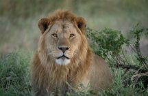 8 Days Wildlife Photography Safari Manyara, Serengeti & Tarangire