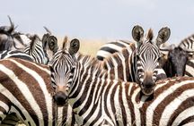 8 Days Wildlife Photography Safari Manyara, Serengeti & Tarangire