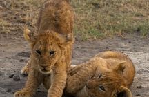 8 Days Wildlife Photography Safari Manyara, Serengeti & Tarangire