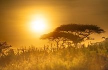 8 Days Wildlife Photography Safari Manyara, Serengeti & Tarangire