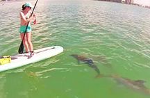 Small Group Wild Dolphin Tour: Swim, Paddle Board and Subwing