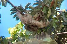 La Fortuna-Breath Taking Sloth Tour & Tortilla Experience!