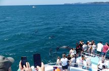 Hole in the Rock Scenic Cruise including Dolphins and Island stop