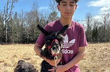 Hike & Lunch with Llamas