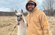 Hike & Lunch with Llamas