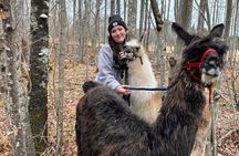 Hike & Lunch with Llamas