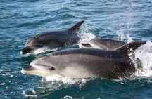 Discover the Bay - Hole in the Rock cruise includes Island Lunch