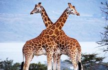 Nairobi National park ,Giraffe Center & Bomas Cultural Dance Show