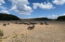 Coffee, Wine and Tea Da Lat's Agricultural Treasures Tour