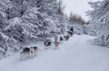 Private Dog Sledding in Akureyri 