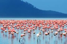 3 Days Birdwatching Safari on 4x4 Land Cruiser Jeep