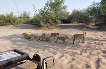 Chobe National Park with Lunch: From Victoria Falls Zimbabwe