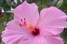 Cable Car and City Tour in Taino Bay & Amber Cove