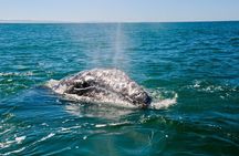Only Wildlife and Whale Watching Tour Leaving from Seattle