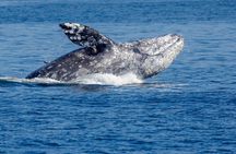 Only Wildlife and Whale Watching Tour Leaving from Seattle