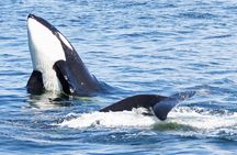 Only Wildlife and Whale Watching Tour Leaving from Seattle