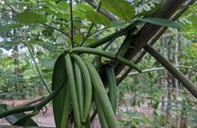 Spice Farm Bike Tour Pedal Through Aromatic Adventures