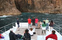 Port Stephens: Dolphin Watch Eco Adventure