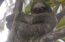 La Fortuna-Breath Taking Sloth Tour & Tortilla Experience!