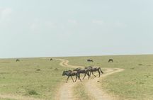 4-Days Tour to Tanzania National parks