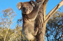 Eco-Certified Stradbroke Island Tour – Full Day from Brisbane