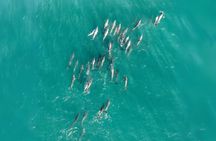 Eco-Certified Stradbroke Island Tour – Full Day from Brisbane