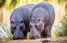 SAFARI Aquila Game Reserve - Round trip + Lunch incl. (Cape Town)