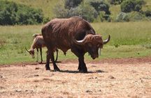 SAFARI Aquila Game Reserve - Round trip + Lunch incl. (Cape Town)