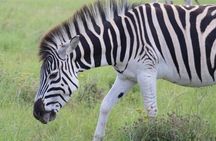 SAFARI Aquila Game Reserve - Round trip + Lunch incl. (Cape Town)