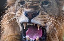 SAFARI Aquila Game Reserve - Round trip + Lunch incl. (Cape Town)