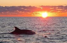 Dolphin Watching at Dawn in Alcúdia