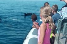 Dolphin Watching at Dawn in Alcúdia