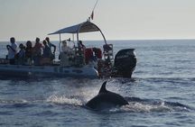 Dolphin Watching at Dawn in Alcúdia