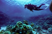 1-Hour Beach Diving Experience with Transfer from Sharm El Sheikh