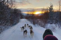 Private Dog Sledding in Akureyri 