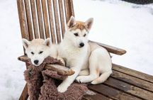 Private Dog Sledding in Akureyri 