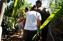 Fuerteventura Organic Farm: Aloe Vera & Olive Oil Tasting