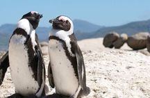 Cape of Good Hope Cape Point and Boulders Penguins Beach