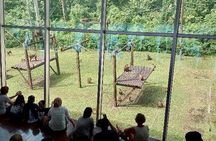  Sepilok Orangutan , SunBear, Proboscis Monkey from Sandakan City