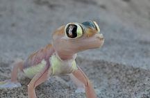 Sandwich Harbour 4x4 Tours at Walvisbay, Namibia