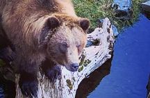 Explore Beyond the Dock: Unforgettable Private Tour in Sitka