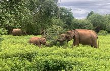 Private 8 Day Sri Lanka Cultural Heritage Tour with Guide