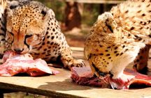 Animal Orphanage with Safari Walk and Bomas of Kenya Guided Tour