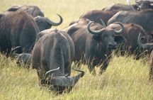 7 Days Safari and Rhino Trekking 