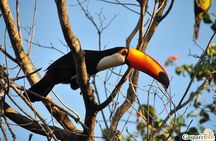 2 Days and 1 Night Pantanal Eco Tour from Cuiabá